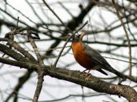A Robin signals the arrival of spring in Hawthorne (Passaic County) on March 20th. Photo by Judy Kopitar.