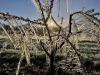 Ice-encased peach tree branches at 6:30 AM on April 8th.  Water was sprayed on the trees at the Stephen Specca Farms in Jacksonville (Springfield Township, Burlington County) to provide insulative ice cover, protecting the buds from temperatures that fell into the upper 20°s. Photo courtesy of D. Specca.