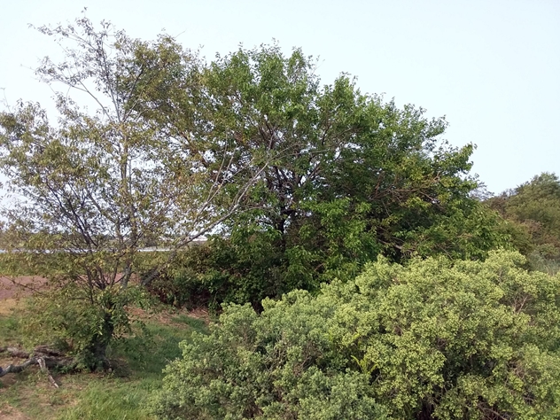 View facing west.