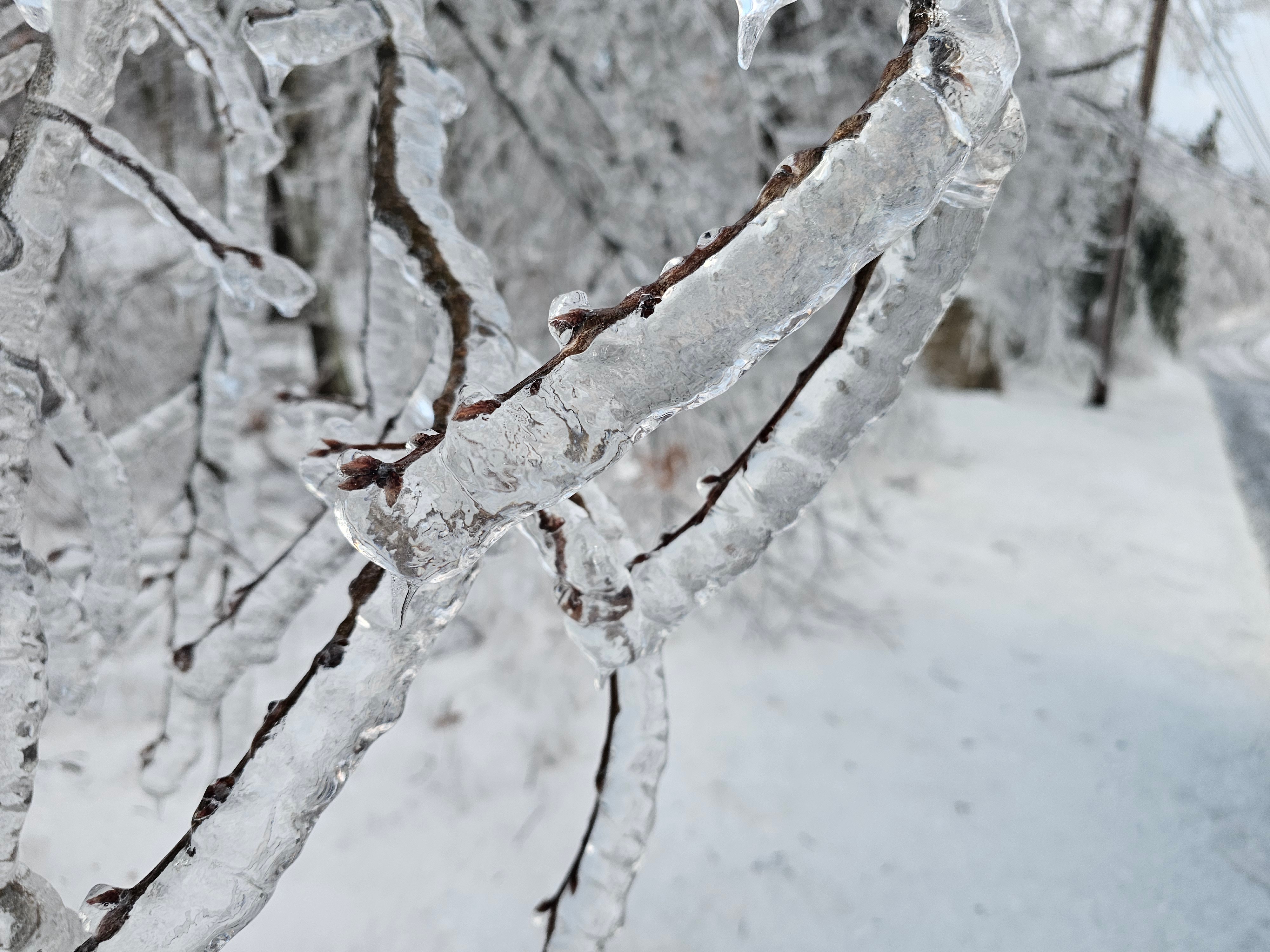 Figure 6. Freezing rain on trees at High Point State Park on the morning of the 17th (courtesy of N. Stefano). Freezing rain on trees at High Point State Park on the morning of the 17th.
