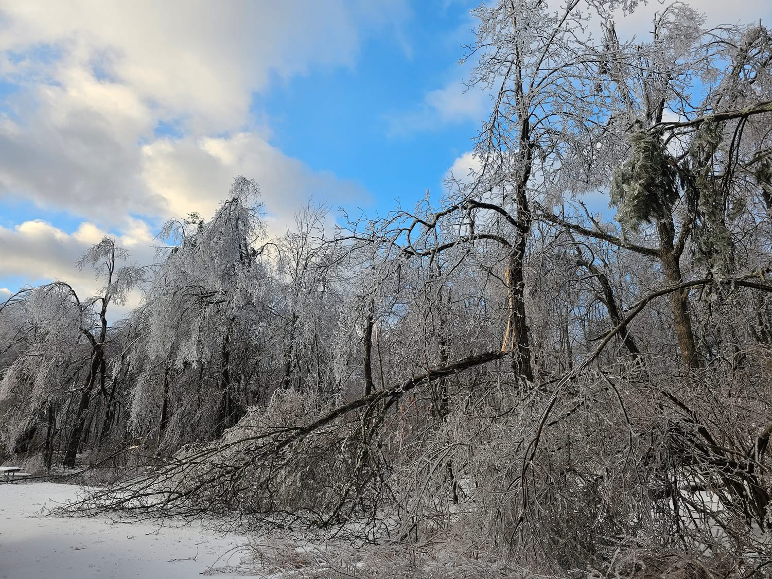 Figure 7. Freezing rain-induced tree damage at High Point State Park on the morning of the 17th (courtesy of N. Stefano). Freezing rain-induced tree damage at High Point State Park on the morning of the 17th.