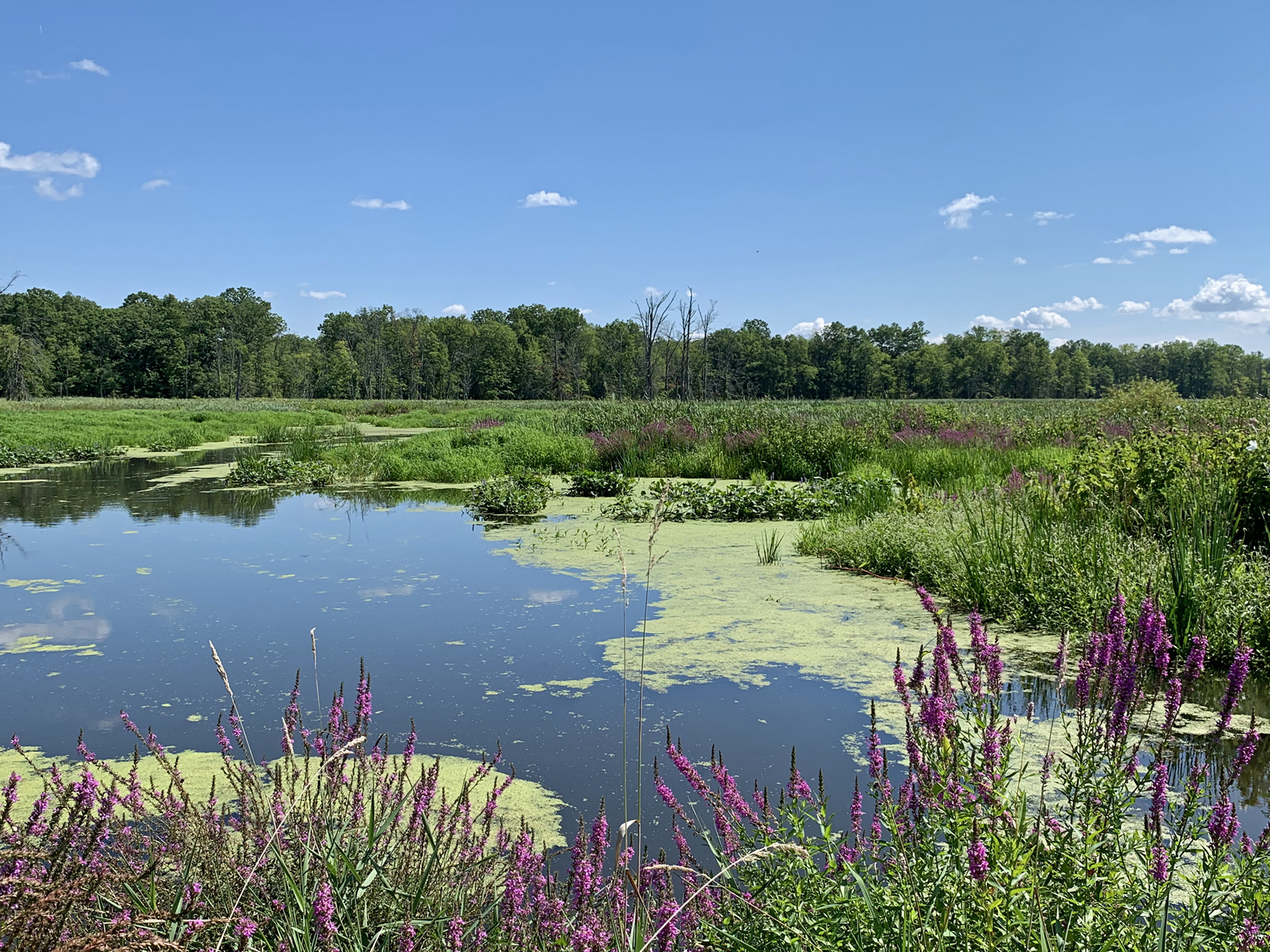 The Great Swamp National Wildlife Refuge (Morris County) on August 24th. While August 22nd rain proved beneficial, the water level is normally higher. Photo taken by D. Robinson. The Great Swamp National Wildlife Refuge (Morris County) on August 24th. While August 22nd rain proved beneficial, the water level is normally higher. Photo taken by D. Robinson.