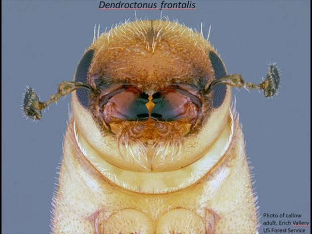 Dendroctonus frontalis, the southern pine beetle that has invaded the NJ Pinelands. (https://www.dartmouth.edu/~mpayres/) Southern Pine Beetle