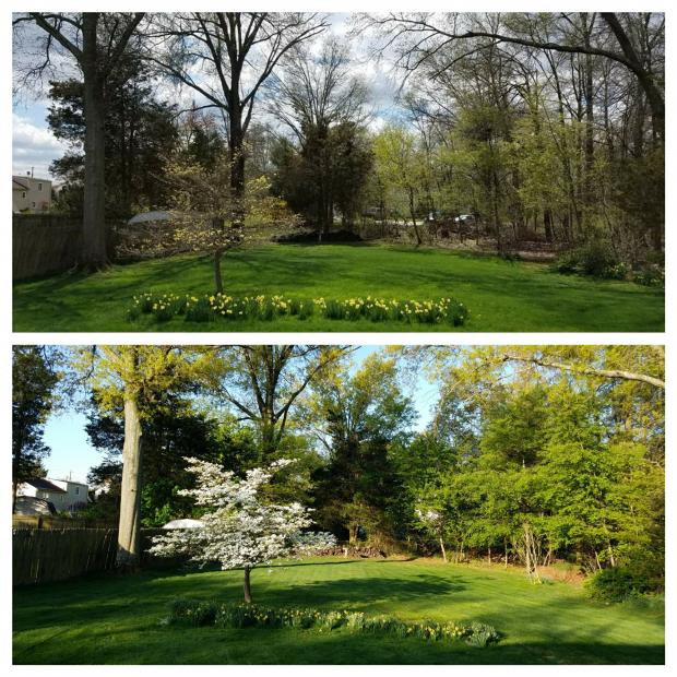 Identical Somerset (Somerset County) scenes on April 29, 2018 (top), and 2019 (bottom), demonstrating that spring 2019 experienced a green up that was noticeably earlier than 2018. Photos by Doug Robinson.