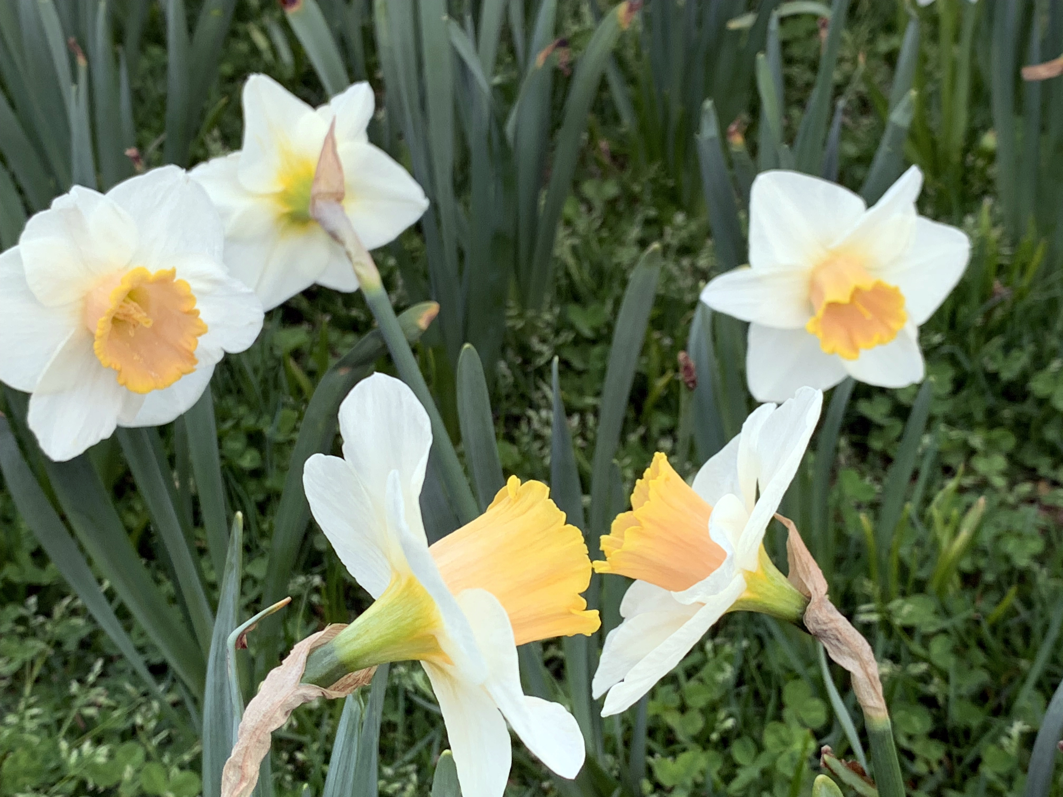 Daffodils chat with each other in the foreground on April 16th in Franklin Twp. (Somerset County), as two others eavesdrop in the background along with one that couldn't care less. Photo by Dave Robinson. Daffodils chat with each other in the foreground on April 16th in Franklin Twp. (Somerset County), as two others eavesdrop in the background along with one that couldn't care less.
