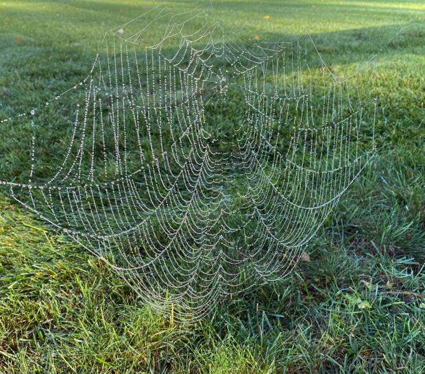 A dew-covered spider web from the morning of October 14th in Sparta (Sussex). Photo by N. Stefano. Dew spider web on the morning of October 14th in Sussex County