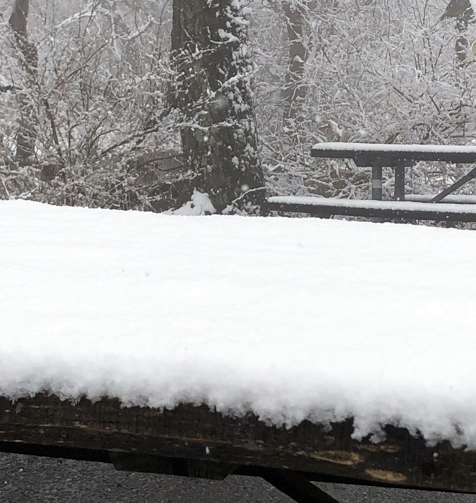 Figure 2. Fresh snowfall at High Point State Park on April 3rd. Photo courtesy of Anthony Glentz. Photo of fresh snowfall at High Point State Park on April 3rd. Photo courtesy of Anthony Glentz.