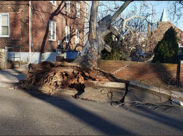 Strong winds on February 25th uprooted a tree in Perth Amboy (Middlesex County), which fortunately landed between two buildings. Photo by <a href="https://twitter.com/buo01/status/1100148820812464129" target="_blank">Twitter user @buo01</a>. Tree felled by wind