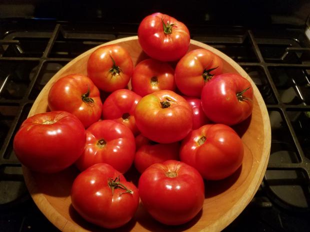 A harvest of Tomatoes
