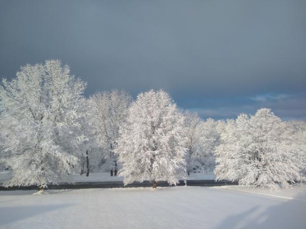 Snow clings to the trees and ground in Stewartsville (Warren County) on the morning of March 4th. Photo by Dave Dabour. Snow photo